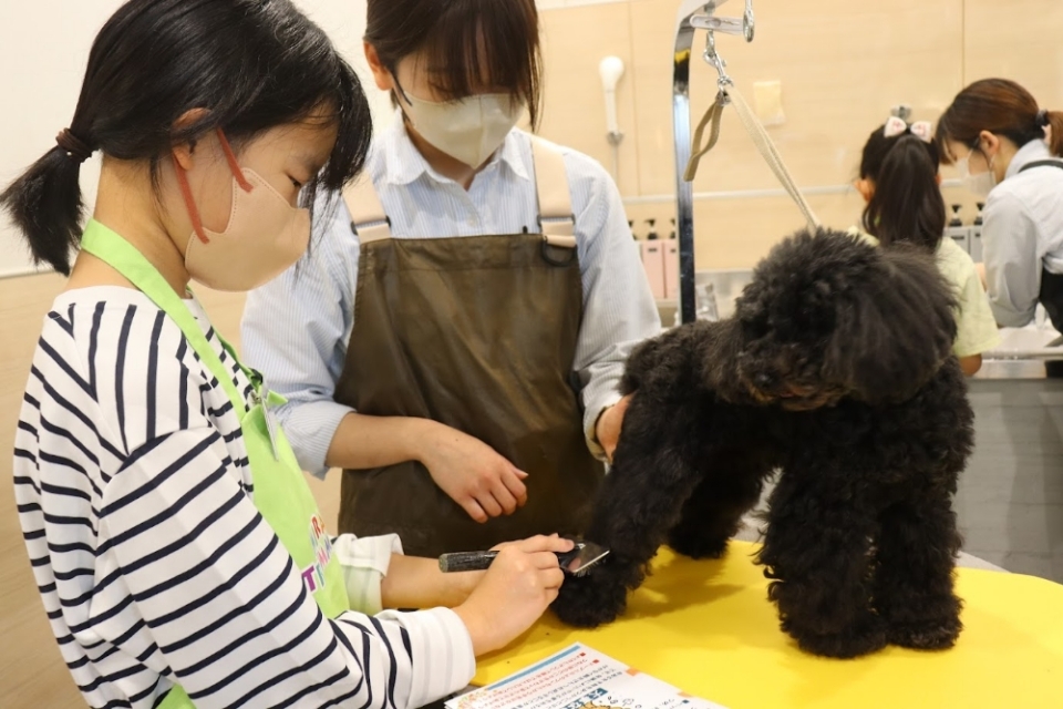 春休み職業体験イベント「PetStep WorkShop 未来トリマー」の様子 春休み職業体験イベント「PetStep WorkShop 未来トリマー」の様子