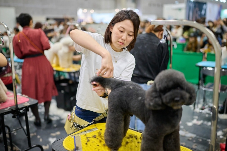 2025ハッピーグルーミングコンテストin大阪大会の様子 2025ハッピーグルーミングコンテストin大阪大会の様子